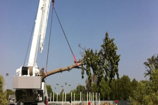 Tree Transplanting